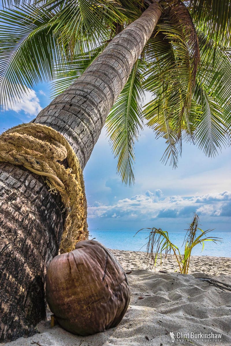 Coconut