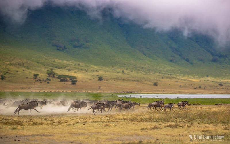 Wildebeests Stampeding, Ngorongoro Crater, Tanzania