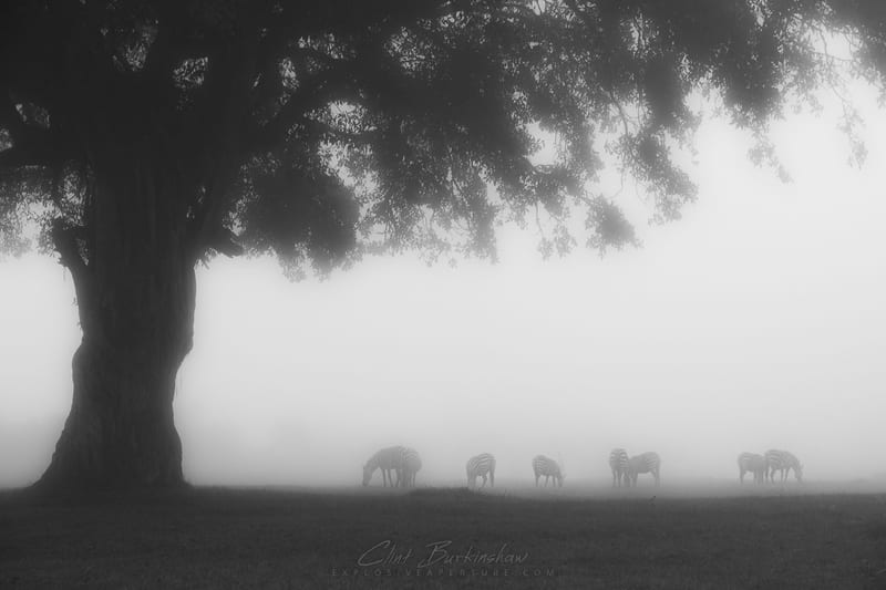 Earthlings photo 21