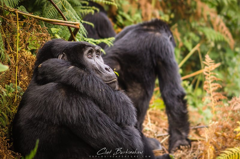 Earthlings photo 47