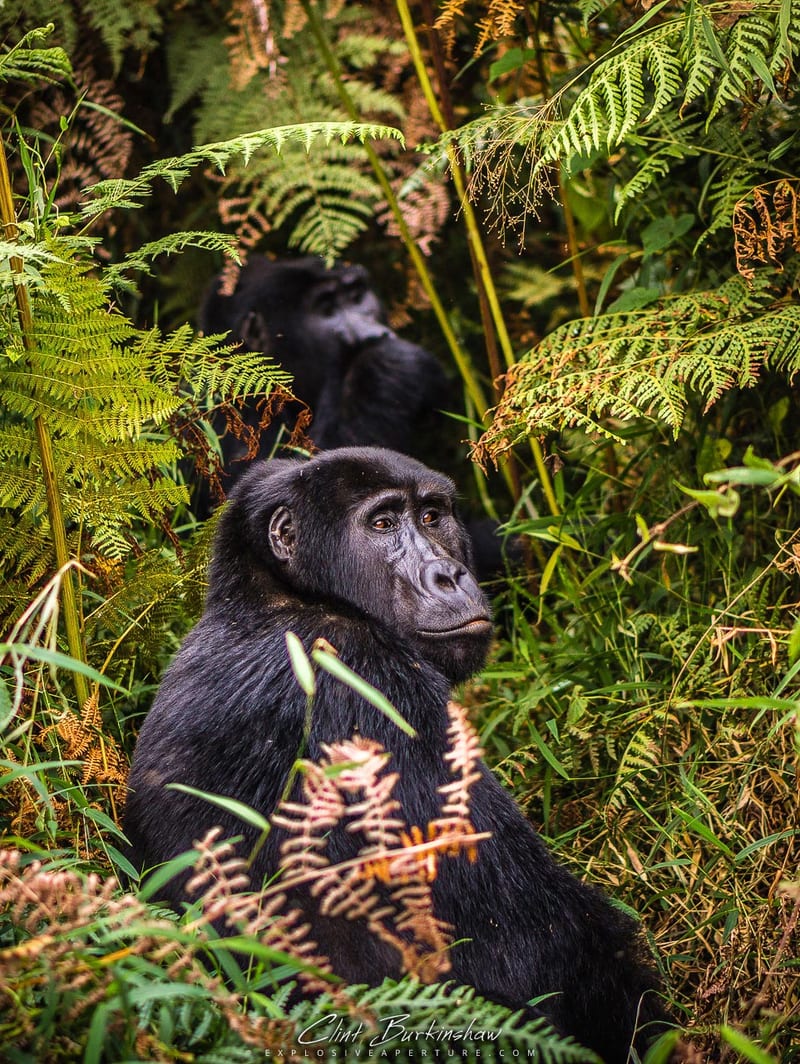 Earthlings photo 26