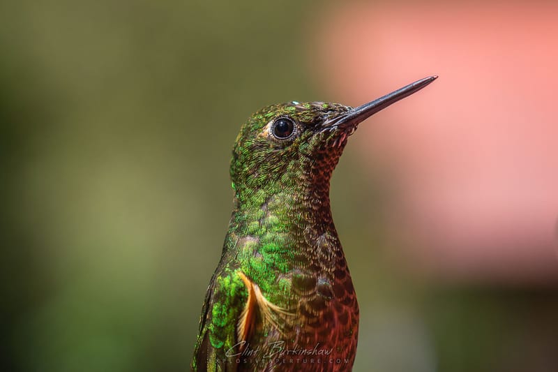 Earthlings photo 28